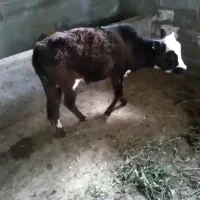 گوساله