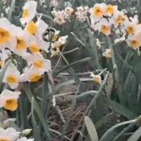 فرو ش گل نرگس شهلا