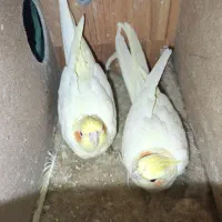 عروس هلندی|پرنده|تربت جام, جامرود|دیوار