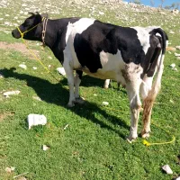 دو رس  گاو هلشتاین و سیمینتال