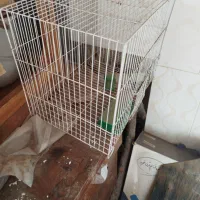 قفس سالم ۲۰۰