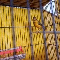 قناری نر سرخ سوخته