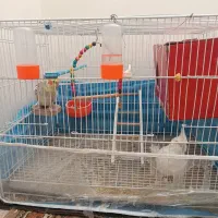 عروس هلندی نر و ماده سالم