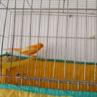 قناری نر پرتقالی|پرنده|مرودشت, بیست متری بیمارستان|دیوار