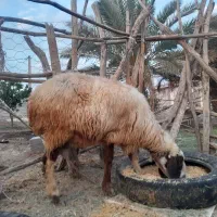 میش داشتی|حیوانات مزرعه|حاجی آباد, |دیوار