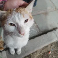 واگذاری گربه