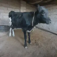 گوساله ماده نژاد شیری هشتان