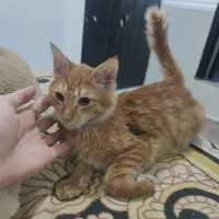 واگذاری گربه نر دو ماهه|گربه|بوشهر, |دیوار