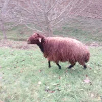 فروش قوچ|حیوانات مزرعه|گرمی, |دیوار