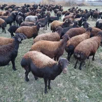 دنبال شریک هستم سراسر ایران