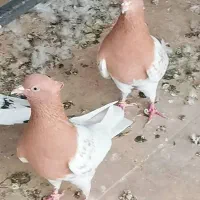 کبوتر کله سینه طوقی عطیقه