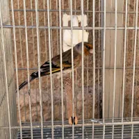 سهره قناری دهن سهره|پرنده|ری, سیزده آبان|دیوار