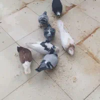 هشت عدد کبوتر