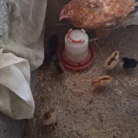 مرغ به همراه ۸عدد جوجه