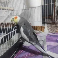 گمشده.|حیوانات|کرمانشاه, |دیوار