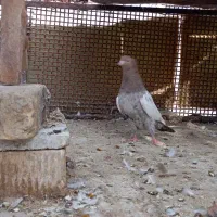 سینه سرور ۶دنگ