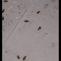 دفع تخصصی افات و سمپاشی