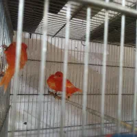 قناری رد فکتور و سرخ|پرنده|تهران, فلسطین (میدان انقلاب)|دیوار