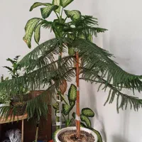 گل طبیعی گل دیفن باخیا|گل و گیاه طبیعی|مشهد, رضاشهر|دیوار