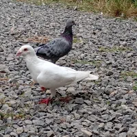 کبوتر طوقی و مسافتی