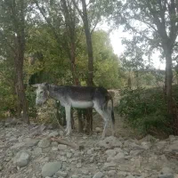 الاغ نر فروشی بشاگرد می باشد