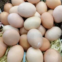 تخم مرغ محلی
