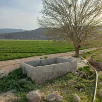 کاه گلرنگ