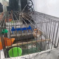 جوجه سهره نر|پرنده|تهران, گلاب دره|دیوار