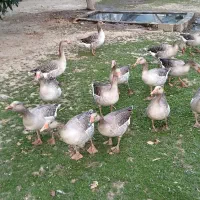 حیوانات|حیوانات مزرعه|فومن, |دیوار