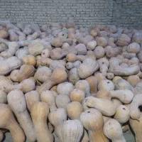 کدو حلوایی درجه یک