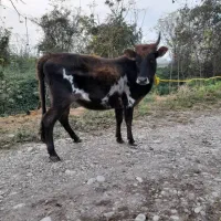 لیشه چالوسی گاو ماده|حیوانات مزرعه|سنگر, |دیوار