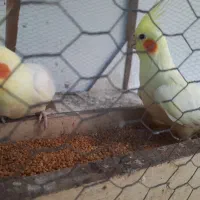 طوطی عروس هلندی