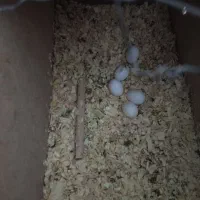 عروس هلندی|پرنده|پاکدشت, حصار امیر|دیوار