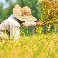 فروش برنج و نیمه دانه محلی نوراباد