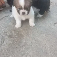 توله نژاد پکنیز|سگ|رامیان, |دیوار