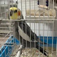 عروس هلندی دستی سخنگو