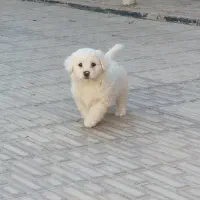 توله سگ فوقلاده زیبا