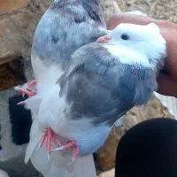 طوقی|پرنده|رودشت (اصفهان), |دیوار