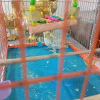 عروس هلندی
