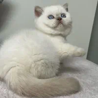 بریتیش بلوپوینت خاص ترین رنگ