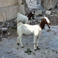یک پازن دورگ گلابی ودو تیشتر دورگ پا کستانی|حیوانات مزرعه|بوشهر, |دیوار