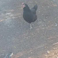 مرغ محلی بوقلمون|حیوانات مزرعه|گنبد کاووس, |دیوار