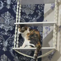 واگذاری رایگان گربه ماده dsh عقیم شده