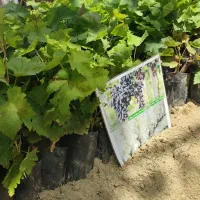 انواع انگور خارجی و ایرانی