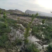 باغ فروشی 1000 متر نرسیده به روستای جمعاب|فروش زمین و ملک کلنگی|گلبهار, نوبهار|دیوار