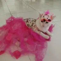 گربه 8ماهه|گربه|لنگرود, |دیوار