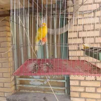 قناری نر مست بخون