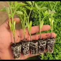 نشا گوجه فرنگی