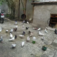 فروش یامعاوضه مقداری کبوتر