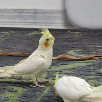 عروس هلندی نر ماده خاکستری لوتینو لپ گلی چشم شرابی|پرنده|فردیس, سپید دشت|دیوار